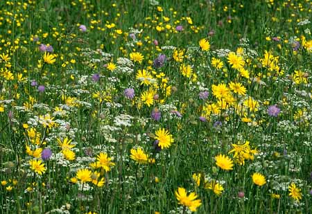 L2769_blumenwiese