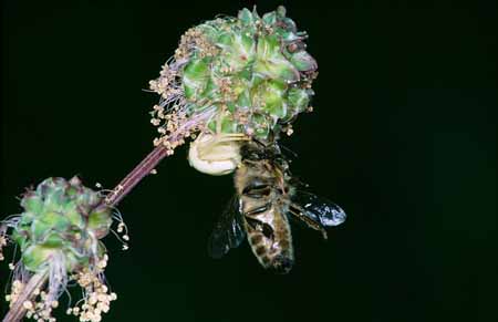 L2792_krabbenspinne_mit_beute