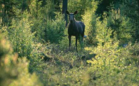 L2829_elch_im_abendlicht