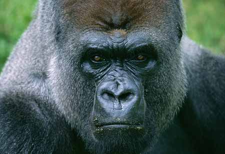 L2837_gorilla