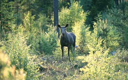 L2839_elch_im_abendlicht