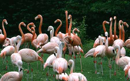 L2872_flamingos