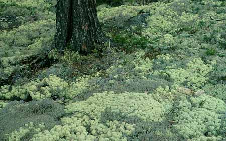 L2881_waldboden_schweden