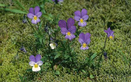 L2888_veilchen_wild_norw