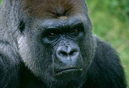 L2902_gorilla
