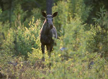 L2917_elch_im_abendlicht