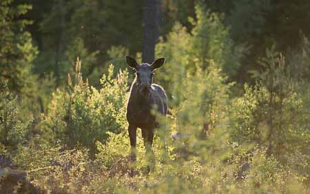 L2918_elch_im_abendlicht