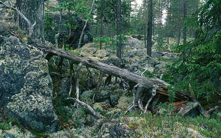 L2919_urwald_schweden