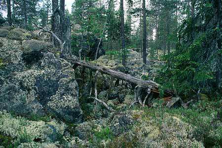 L2920_urwald_schweden_2