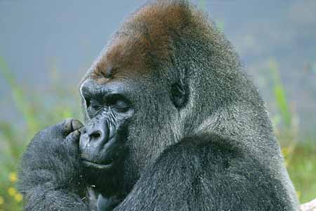 L2928_gorilla