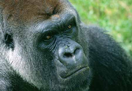 L2933_gorilla_portrait