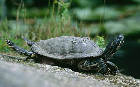 L2938_schildkroete_nimmt_sonnenbad