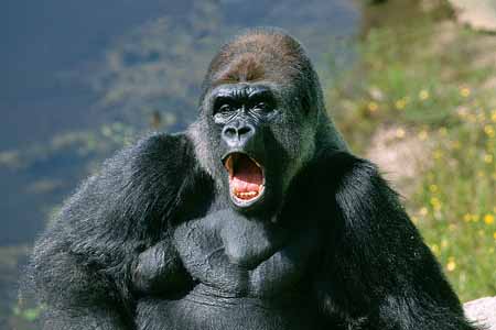 L2943_gorilla