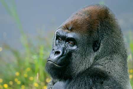 L2945_gorilla_portrait