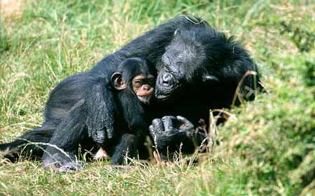 L2963_mutterliebe_ver