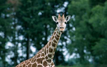 L2975_giraffe