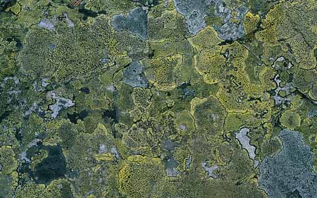 L2984_flechten_auf_stein