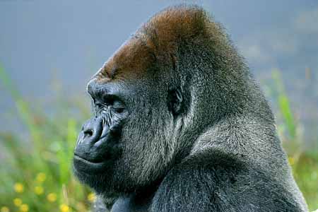 L2985_gorilla