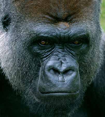 L3006_gorilla_rein_portrait