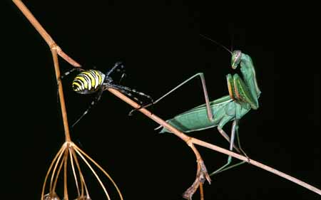 L3008_gottesanbeterin_u_argiope