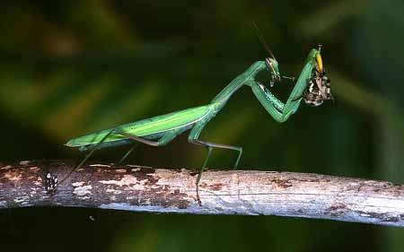 L3011_gottesanbeterin_mit_argiope