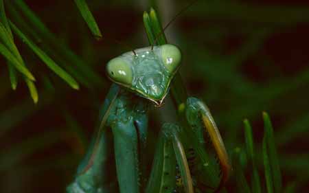 L3013_gottesanbeterin_portrait