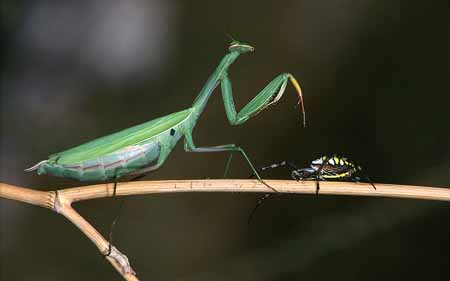 L3016_gottesanbeterin_und_argiope