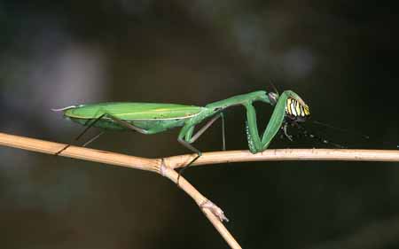 L3017_gottesanbeterin_frisst_argiope