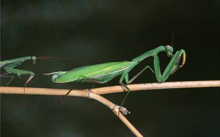 L3018_gottesanbeterin_maennchen_naehert_zur_paarung