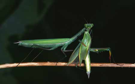 L3019_gottesanbeterin_weibchen_frisst_maennchen