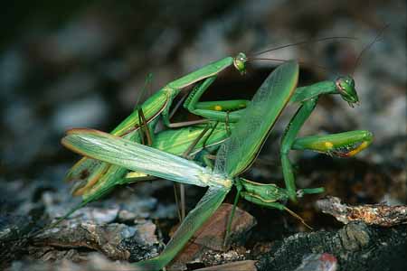 L3023_gottesanbeterin_paarung_frisst_maennchen