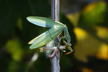 L3025_gottesanbeterin_frisst_maennchen_w_paarung