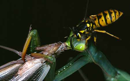 L3028_wespe_beisst_gottesanbetrin_fuehler_ab_neu