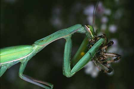 L3030_gottesanbeterin_frisst_argiope