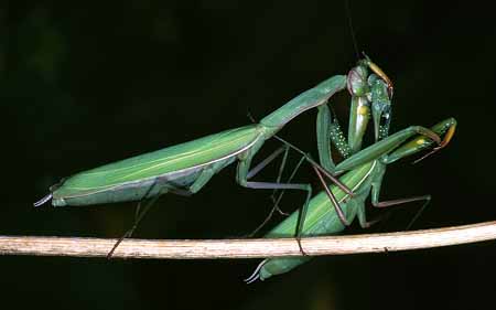 L3032_weibchen_frisst_weibchen