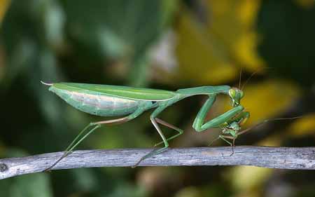 L3035_gottesanbeterin_frisst_maennchen