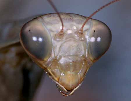 L3036_gottesanbeterin_portrait_nah