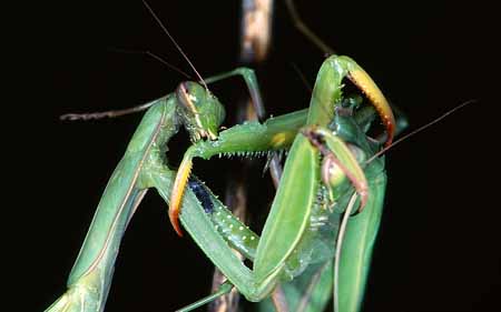 L3037_gottesanbeterin_frisst_weibchen