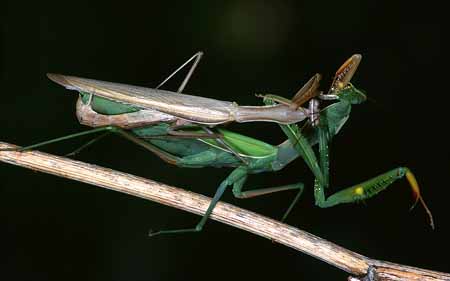 L3042_gottesanbeterin_frisst_maennchen