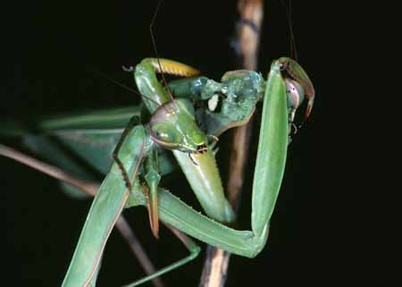 L3043_gottesanbeterin_frisst_weibchen