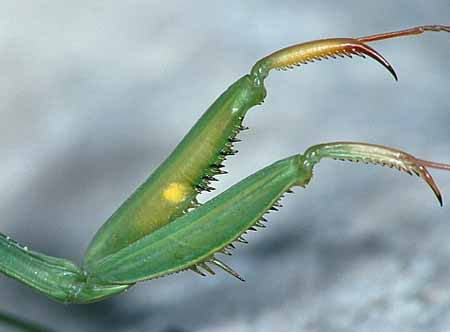 L3045_gottesanbeterin_fangbeine_nah