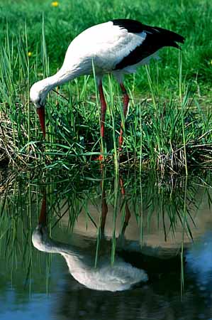 P0046_jagender_storch