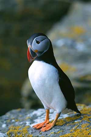 P0058_papageitaucher_westrey