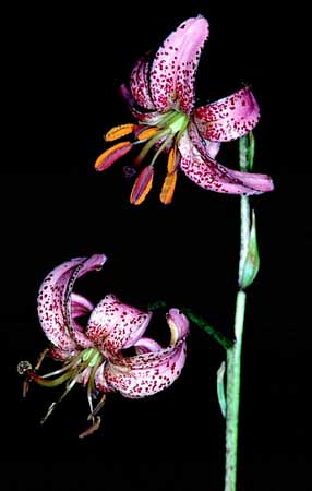 P0079_tuerkenbundlilie_slowenien