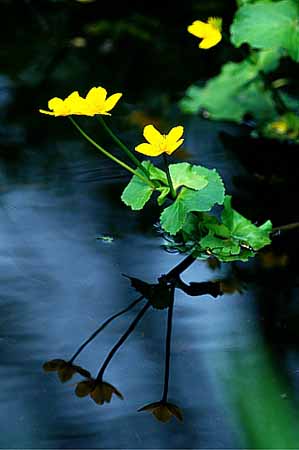 P0126_blume_blueten_am_wasser