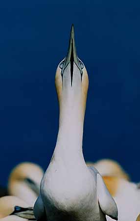 P0146_basstoelpel_paarungverhalten_1_nah