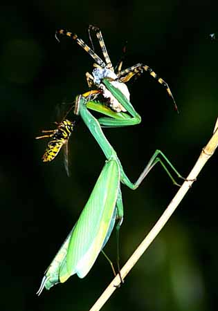 P0215_wespe_beisst_gottesanbeterin_fuehler_ab_nah