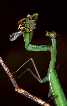P0225_gottesanbeterin_mit_erbeuteter_wespe