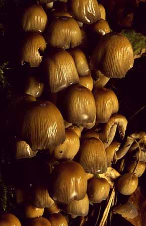 P0255_pilze_am_baumstamm