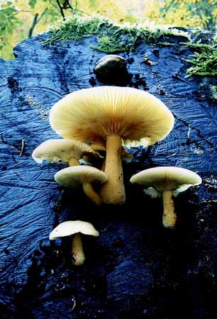 P0278_pilze_auf_blauem_holz